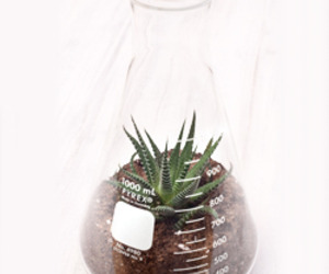 Erlenmeyer Terrarium