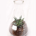 Erlenmeyer-terrarium-s