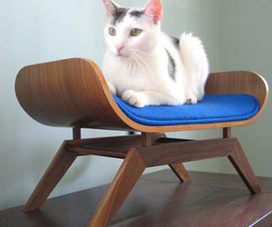 Fabulous-finds-for-the-fancy-feline-2-m