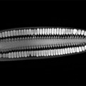 Fascinating-high-res-mri-scans-of-fruits-and-vegetables-s
