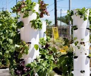 First Aeroponic Urban Farm: The Tower Garden