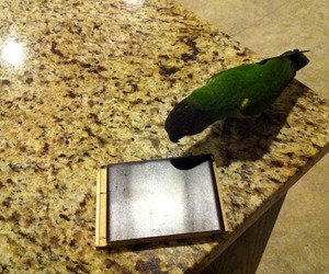 Floor-selection-shouldnt-be-left-to-the-birds-m