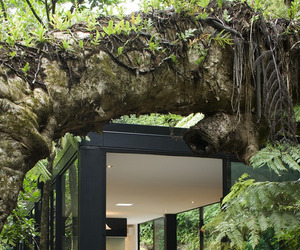 Forest-home-in-new-zealand-by-chris-tate-m