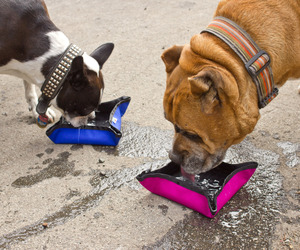 Funston-collapsible-to-go-dog-bowl-by-wildebeest-m