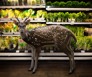 Garden-fresh-by-agan-harahap-m