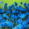 Gardens-of-blooms-by-andr-feliciano-s
