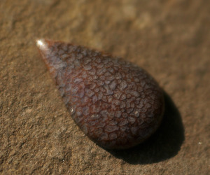 Gembone-drop-m