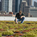 Green-grid-roof-garden-from-carlisle-s