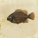 Green-river-stone-company-natural-art-fossil-fish-and-stone-products-s