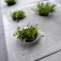 Grey-to-green-pavers-s