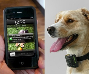 Heat-sensing-dog-caller-m