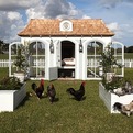 Heritage-hen-mini-farm-for-100000-s