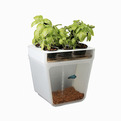 Home-based-aquaponics-garden-s