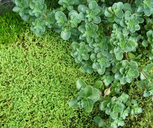 Hypnum-moss-garden-installation-m