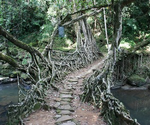 Incredible-root-bridges-of-cherrapunji-m