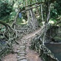 Incredible-root-bridges-of-cherrapunji-s