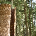 Inner-forest-landscape-pavilion-s