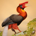 Jeepney-projects-vanishing-birds-of-the-philippines-s