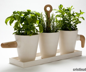Kitchen-herb-in-pot-by-cristina-toledo-m