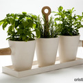 Kitchen-herb-in-pot-by-cristina-toledo-s