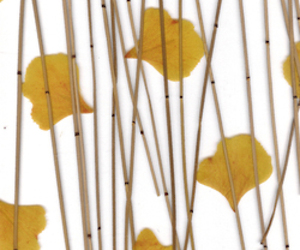 Lumicor Resin Panels