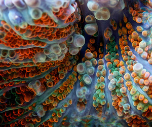 Macro-reef-dwellers-m