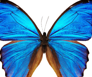 Madame-butterfly-m
