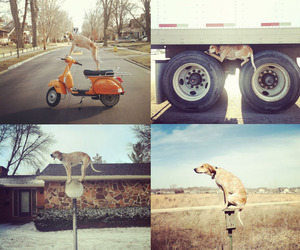 Meet-maddie-the-coonhound-m