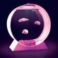 Modern-desktop-jellyfish-tank-s