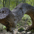 Money-trees-in-the-uk-s