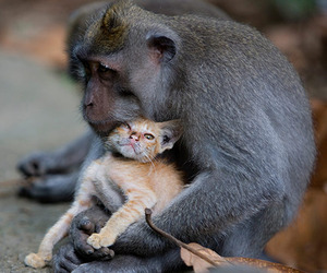 Monkey-adopts-a-kitten-in-the-forests-of-bali-indonesia-m