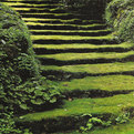 Moss-acres-s
