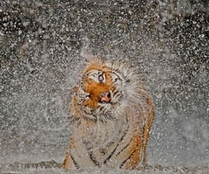 National-geographics-2012-photos-of-the-year-m