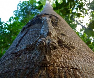 Natures-incredible-masters-of-disguise-m