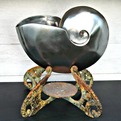 Nautilus-shell-s