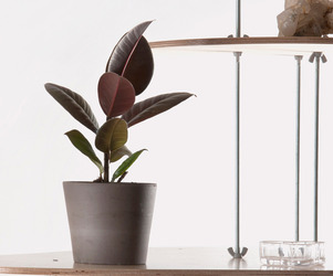 Nenuphar-organic-shelving-by-dopludo-m