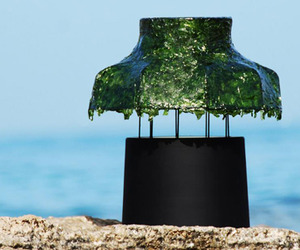 Nir-meiri-shiny-seaweed-2-m