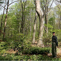Nyt-moss-makes-a-lush-no-care-lawn-s