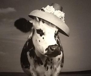One-haute-holstein-oh-la-vache-2-m