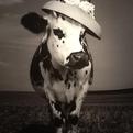 One-haute-holstein-oh-la-vache-2-s