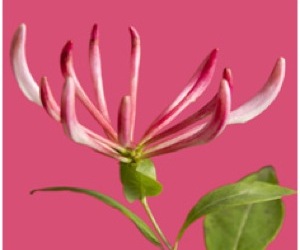 Pantone-reveals-the-2011-color-of-the-year-m