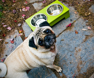 Pet-bowl-leaf-m