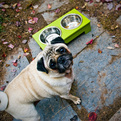 Pet-bowl-leaf-s