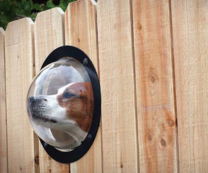 Petpeek-window-for-your-fence-m