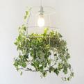 Photosynthesis-lamp-s