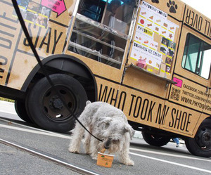 Phydough-gourmet-food-truck-for-dogs-m