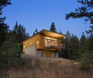 Pine-forest-m