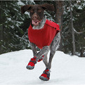 Polar-trex-dog-boots-s
