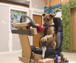 Rescue-dogs-learn-how-to-drive-a-car-m