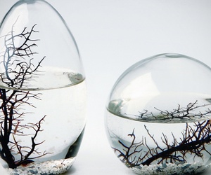 Self-sustaining-ecosphere-by-nasa-m